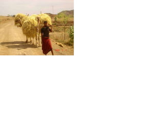 Resource utilization and managing conflict in the pastoral community of Ethiopia 