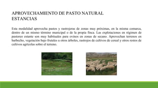 APROVECHAMIENTO DE PASTO NATURAL
ESTANCIAS
Esta modalidad aprovecha pastos y rastrojeras de zonas muy próximas, en la misma comarca,
dentro de un mismo término municipal o de la propia finca. Las explotaciones en régimen de
pastoreo estante son muy habituales para ovinos en zonas de secano. Aprovechan terrenos en
barbecho, vegetación bajo frutales u otros árboles, rastrojos de cultivos de cereal y otros restos de
cultivos agrícolas sobre el terreno.
 