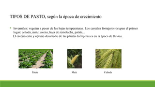 TIPOS DE PASTO, según la época de crecimiento
 Invernales: vegetan a pesar de las bajas temperaturas. Los cereales forrajeros ocupan el primer
lugar: cebada, maíz, avena, hoja de remolacha, patata,..
El crecimiento y óptimo desarrollo de las plantas forrajeras es en la época de lluvias.
Patata Maiz Cebada
 