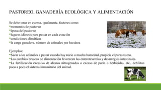 PASTOREO, GANADERÍA ECOLÓGICA Y ALIMENTACIÓN
Se debe tener en cuenta, igualmente, factores como:
momentos de pastoreo
época del pastoreo
lugares idóneos para pastar en cada estación
condiciones climáticas
la carga ganadera, número de animales por hectárea
Ejemplos:
Sacar a los animales a pastar cuando hay rocío o mucha humedad, propicia el parasitismo.
Los cambios bruscos de alimentación favorecen las enterotexemias y desarreglos intestinales.
La fertilización excesiva de abonos nitrogenados o exceso de purín o herbicidas, etc., debilitan
poco a poco el sistema inmunitario del animal.
 