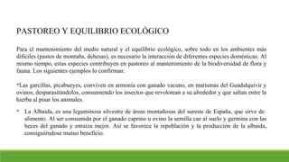 PASTOREO Y EQUILIBRIO ECOLÓGICO
Para el mantenimiento del medio natural y el equilibrio ecológico, sobre todo en los ambientes más
difíciles (pastos de montaña, dehesas), es necesario la interacción de diferentes especies domésticas. Al
mismo tiempo, estas especies contribuyen en pastoreo al mantenimiento de la biodiversidad de flora y
fauna. Los siguientes ejemplos lo confirman:
Las garcillas, picabueyes, conviven en armonía con ganado vacuno, en marismas del Guadalquivir y
ovinos, desparasitándolos, consumiendo los insectos que revolotean a su alrededor y que saltan entre la
hierba al pisar los animales.
 La Albaida, es una leguminosa silvestre de áreas montañosas del sureste de España, que sirve de
alimento. Al ser consumida por el ganado caprino u ovino la semilla cae al suelo y germina con las
heces del ganado y enraiza mejor. Así se favorece la repoblación y la producción de la albaida,
consiguiéndose mutuo beneficio.
 