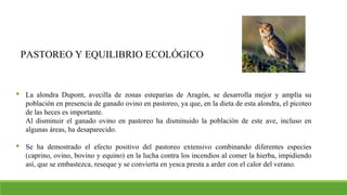 PASTOREO Y EQUILIBRIO ECOLÓGICO
 La alondra Dupont, avecilla de zonas esteparias de Aragón, se desarrolla mejor y amplía su
población en presencia de ganado ovino en pastoreo, ya que, en la dieta de esta alondra, el picoteo
de las heces es importante.
Al disminuir el ganado ovino en pastoreo ha disminuido la población de este ave, incluso en
algunas áreas, ha desaparecido.
 Se ha demostrado el efecto positivo del pastoreo extensivo combinando diferentes especies
(caprino, ovino, bovino y equino) en la lucha contra los incendios al comer la hierba, impidiendo
así, que se embastezca, reseque y se convierta en yesca presta a arder con el calor del verano.
 