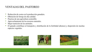 VENTAJAS DEL PASTOREO
 Reducción de costos en la producción ganadera.
 Obtención de forraje de alta calidad.
 Practica de una agricultura sostenible.
 Aprovechamiento de los recursos naturales.
 Mejor nutrición de los animales.
 El ganado contribuye al transporte y distribución de la fertilidad (abonos) y dispersión de muchas
especies vegetales.
 