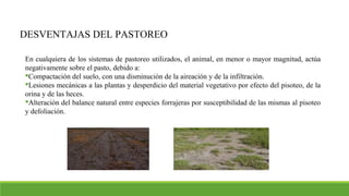 DESVENTAJAS DEL PASTOREO
En cualquiera de los sistemas de pastoreo utilizados, el animal, en menor o mayor magnitud, actúa
negativamente sobre el pasto, debido a:
Compactación del suelo, con una disminución de la aireación y de la infiltración.
Lesiones mecánicas a las plantas y desperdicio del material vegetativo por efecto del pisoteo, de la
orina y de las heces.
Alteración del balance natural entre especies forrajeras por susceptibilidad de las mismas al pisoteo
y defoliación.
 