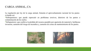 CARGA ANIMAL, CA
La regulación por ley de la carga animal, fomenta el aprovechamiento racional de los pastos
evitando así:
Sobrepastoreo: que puede repercutir en problemas erosivos, deterioro de los pastos o
contaminación de los suelos.
Infrapastoreo: que conlleva la pérdida del recurso pastable por aparición de matorral y herbáceas
invasoras, aumento del riesgo de incendios y, aumento de costes de mantenimiento de los pastos.
 