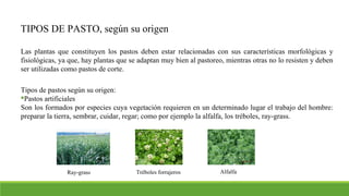 TIPOS DE PASTO, según su origen
Las plantas que constituyen los pastos deben estar relacionadas con sus características morfológicas y
fisiológicas, ya que, hay plantas que se adaptan muy bien al pastoreo, mientras otras no lo resisten y deben
ser utilizadas como pastos de corte.
Tipos de pastos según su origen:
Pastos artificiales
Son los formados por especies cuya vegetación requieren en un determinado lugar el trabajo del hombre:
preparar la tierra, sembrar, cuidar, regar; como por ejemplo la alfalfa, los tréboles, ray-grass.
Ray-grass Tréboles forrajeros Alfalfa
 