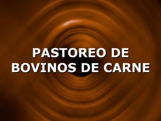 PASTOREO DE BOVINOS DE CARNE 