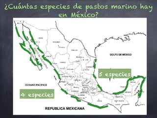¿Cuántas especies de pastos marino hay
en México?
4 especies
5 especies
 