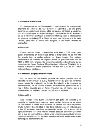 11
Características botánicas
El pasto gramalote, también conocido como imperial, es una gramínea
originaria de América del Sur (Ecuador o Colombia ). Es una planta
perenne, de crecimiento erecto, tallos achatados, frondosos y suculentos
con abundante agua, las hojas son largas, lanceoladas de 40 a 60 cm y
de 20 a 30 mm de ancho; en el extremo del tallo aparece la inflorescencia
en forma de panícula de 15 a 20 cm de largo, muy parecida a la del pasto
“micay”, pero con el raquis mas alargado y con mayor número de
espiguillas.
Adaptación
Crece bien en zonas comprendidas entre 600 y 2200 msnrn, pero
puede encontrarse en zonas bajas donde la temperatura no es muy alta.
Se adapta bien a suelos pobres, con buen drenaje. Sus mejores
rendimientos se obtienen en lugares donde las precipitaciones van de
1000 a 3500 mm anuales. Se encuentra presente en la selva alta de las
provincias del Napo, Pastaza, Moro Santiago y Zamora Chinchipe de la
Región Amazónica, donde predomina en más del 90% de las áreas
establecidas de pastizales.
Resistencia a plagas y enfermedades
Por su forma de crecimiento, produce un medio propicio para ser
atacada por el 'salivazo', el cual y dependiendo de su grado de incidencia
puede afectar la producción de forraje. En relación a la presencia de
enfermedades, se ha podido observar recientemente pudriciones en la
raíz y tallos causada por un hongo Fusarium sp., el mismo que a la
actualidad no ha producido graves perjuicios a la especie.
Valor nutritivo
Esta especie tiene buena aceptación por parte del ganado y en
especial en estado tierno, pues su valor nutritivo depende de su estado
de crecimiento; a menor edad muestra los valores más altos de proteína
cruda, fósforo y digestibilidad in vitro de la materia seca; sin embargo, aún
a las 12 semanas, mantiene su contenido nutritivo. En la Amazonía su
aprovechamiento se suele realizar meses después del último pastoreo,
por lo cual su valor nutritivo es bajo, y las eficiencias productivas también
presentan esta tendencia; debido a esto los animales requieren de mayor
tiempo para salir al mercado.
 