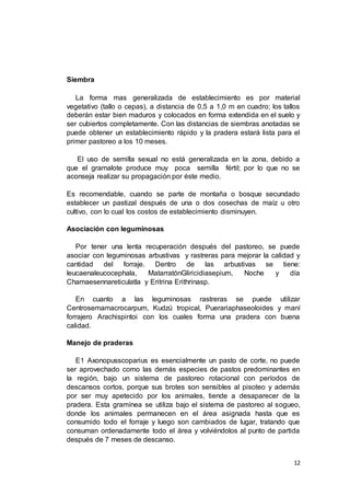 12
Siembra
La forma mas generalizada de establecimiento es por material
vegetativo (tallo o cepas), a distancia de 0,5 a 1,0 m en cuadro; los tallos
deberán estar bien maduros y colocados en forma extendida en el suelo y
ser cubiertos completamente. Con las distancias de siembras anotadas se
puede obtener un establecimiento rápido y la pradera estará lista para el
primer pastoreo a los 10 meses.
El uso de semilla sexual no está generalizada en la zona, debido a
que el gramalote produce muy poca semilla fértil; por lo que no se
aconseja realizar su propagación por éste medio.
Es recomendable, cuando se parte de montaña o bosque secundado
establecer un pastizal después de una o dos cosechas de maíz u otro
cultivo, con lo cual los costos de establecimiento disminuyen.
Asociación con leguminosas
Por tener una lenta recuperación después del pastoreo, se puede
asociar con leguminosas arbustivas y rastreras para mejorar la calidad y
cantidad del forraje. Dentro de las arbustivas se tiene:
leucaenaleucocephala, MatarratónGliricidiasepium, Noche y día
Chamaesennareticulatla y Eritrina Erithrinasp.
En cuanto a las leguminosas rastreras se puede utilizar
Centrosemamacrocarpum, Kudzú tropical, Puerariaphaseoloides y maní
forrajero Arachispintoi con los cuales forma una pradera con buena
calidad.
Manejo de praderas
E1 Axonopusscoparius es esencialmente un pasto de corte, no puede
ser aprovechado como las demás especies de pastos predominantes en
la región, bajo un sistema de pastoreo rotacional con períodos de
descansos cortos, porque sus brotes son sensibles al pisoteo y además
por ser muy apetecido por los animales, tiende a desaparecer de la
pradera. Esta gramínea se utiliza bajo el sistema de pastoreo al sogueo,
donde los animales permanecen en el área asignada hasta que es
consumido todo el forraje y luego son cambiados de lugar, tratando que
consuman ordenadamente todo el área y volviéndolos al punto de partida
después de 7 meses de descanso.
 