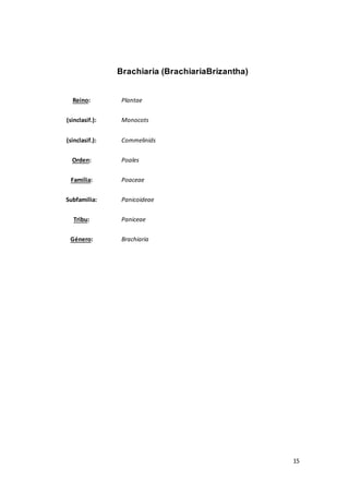 15
Brachiaria (BrachiariaBrizantha)
Reino: Plantae
(sinclasif.): Monocots
(sinclasif.): Commelinids
Orden: Poales
Familia: Poaceae
Subfamilia: Panicoideae
Tribu: Paniceae
Género: Brachiaria
 