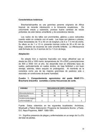 16
Características botánicas
Brachiariabrizantha es una gramínea perenne originaria de Africa
tropical, de reciente introducción a la Amazonía ecuatoriana. De
crecimiento erecto y suberecto, produce buena cantidad de raíces
profundas de color blanco amarillento y de consistencia blanda.
Los nudos de los tallos son prominentes, glabros y poco radicantes
cuando están en contacto con el suelo. Las hojas son glabras o pilosas,
linear lanceoladas de 15 a 40 cm de longitud y de 6 a 1 5 rnrn de ancho.
Su altura va de 1 a 1,5 m. presenta rizomas cortos de 30 a 40 rnm de
largo, cubiertos de escamas de color amarillo brillante. La inflorescencia
está formada de 3 a 4 racimos de 5 a 1 0 cm de largo.
Adaptación
Se adapta bien a regiones tropicales con rango altitudinal que va
desde los 250 a 1200 msnm, temperaturas de 18 a 250C y precipitaciones
de 800 a 4000 rnm al año. Se desarrolla bien en diferentes tipos de
suelos, particularmente en suelos ácidos, de baja fertilidad y con buen
drenaje; además, tolera sequías no prolongadas. Al momento se la
considera corno una de las mejores gramíneas de pastoreo sola o
asociada, en condiciones de buena humedad.
Cuadro 1. Comportamiento agronómico del pasto INIAP-711-
Brachiaria brizantha sometida a varias frecuencias de corte.
VARIABLE FRECUANCIA DE CORTE ( SEMANAL)
3 6 9 12
Alturade plantacm 52 73 85 95
Cobertura% 56 78 79 92
Incidenciade plagasy
enfermedades1/ 1 1 1 1
Fuente: Datos obtenidos en las siguientes localidades: Archidona,
Misahuallí y Palora Elaboración: Programa de Ganadería Bovina y Pasto.
E.E. Napo-Payamino, INIAP 1989-1991.
1/= Significa presencia de plagas y enfermedades en un rango de 0 a 5%
del total de plantas.
 
