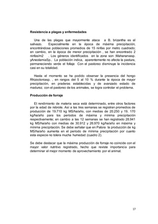 17
Resistencia a plagas y enfermedades
Una de las plagas que mayormente ataca a B. brizantha es el
salivazo. Especialmente en la época de máxima precipitación,
encontrándose poblaciones promedios de 15 ninfas por metro cuadrado;
en cambio, en la época de menor precipitación , se han encontrado 2
ninfas/m2 . Los géneros identificados en la zona son :Mahanarvasp.
yAneolamiaSp.. La población indica, aparentemente no afecta la pastura,
permaneciendo verde el follaje Con el pastoreo disminuye la incidencia
casi en su totalidad.
Hasta el momento se ha podido observar la presencia del hongo
Rhizoctoniasp. , en rangos del 5 al 10 % durante la época de mayor
precipitación, en praderas establecidas y de avanzado estado de
madurez. con el pastoreo de los animales, se logra controlar el problema.
Producción de forraje
El rendimiento de materia seca está determinado, entre otros factores
por la edad de rebrote. Así a las tres semanas se registran promedios de
producción de 19.710 kg MS/ha/año, con medias de 20.250 y 19. 170
kg/ha/año para los períodos de máxima y mínima precipitación
respectivamente; en cambio a las 12 semanas se han registrado 28.941
kg MS/ha/año con medias de 30.912 y 26.970 kg/ha/año en máxima y
mínima precipitación. Se debe señalar que en Palora la producción de kg
MS/ha/año aumenta en el período de mínima precipitación por cuanto
esta especie no tolera mucha humedad (cuadro 2).
Se debe destacar que la máxima producción de forraje no coincide con el
mayor valor nutritivo registrado, hecho que reviste importancia para
determinar el mejor momento de aprovechamiento por el animal.
 