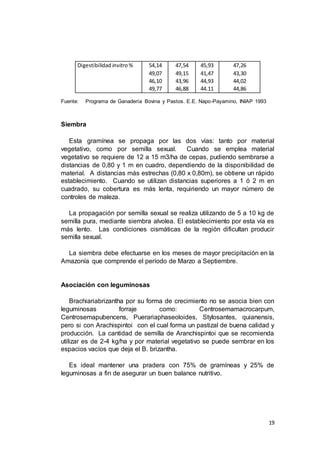 19
Fuente: Programa de Ganadería Bovina y Pastos. E.E. Napo-Payamino, INIAP 1993
Siembra
Esta gramínea se propaga por las dos vías: tanto por material
vegetativo, como por semilla sexual. Cuando se emplea material
vegetativo se requiere de 12 a 15 m3/ha de cepas, pudiendo sembrarse a
distancias de 0,80 y 1 m en cuadro, dependiendo de la disponibilidad de
material. A distancias más estrechas (0,80 x 0,80m), se obtiene un rápido
establecimiento. Cuando se utilizan distancias superiores a 1 ó 2 m en
cuadrado, su cobertura es más lenta, requiriendo un mayor número de
controles de maleza.
La propagación por semilla sexual se realiza utilizando de 5 a 10 kg de
semilla pura, mediante siembra alvolea. El establecimiento por esta vía es
más lento. Las condiciones cismáticas de la región dificultan producir
semilla sexual.
La siembra debe efectuarse en los meses de mayor precipitación en la
Amazonía que comprende el período de Marzo a Septiembre.
Asociación con leguminosas
Brachiariabrizantha por su forma de crecimiento no se asocia bien con
leguminosas forraje como: Centrosemamacrocarpum,
Centrosemapubencens, Puerariaphaseoloides, Stylosantes, quianensis,
pero si con Arachispintoi con el cual forma un pastizal de buena calidad y
producción. La cantidad de semilla de Aranchispintoi que se recomienda
utilizar es de 2-4 kg/ha y por material vegetativo se puede sembrar en los
espacios vacíos que deja el B. brizantha.
Es ideal mantener una pradera con 75% de gramíneas y 25% de
leguminosas a fin de asegurar un buen balance nutritivo.
Digestibilidad invitro % 54,14
49,07
46,10
49,77
47,54
49,15
43,96
46,88
45,93
41,47
44,93
44.11
47,26
43,30
44,02
44,86
 