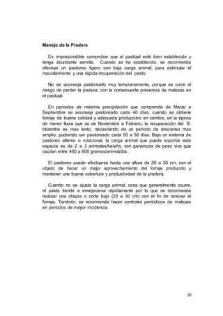 20
Manejo de la Pradera
Es imprescindible comprobar que el pastizal esté bien establecido y
tenga abundante semilla. Cuando se ha establecido, se recomienda
efectuar un pastoreo ligero con baja carga animal, para estimular el
macollamiento y una rápida recuperación del pasto.
No se aconseja pastorearlo muy tempranamente, porque se corre el
riesgo de perder la pastura, con la consecuente presencia de malezas en
el pastizal.
En períodos de máxima precipitación que comprende de Marzo a
Septiembre se aconseja pastorearlo cada 40 días, cuando se obtiene
forraje de buena calidad y adecuada producción; en cambio, en la época
de menor lluvia que va de Noviembre a Febrero, la recuperación del B.
btizantha es mas lento, necesitando de un período de descanso mas
amplio, pudiendo ser pastoreado cada 50 a 56 días. Bajo un sistema de
pastoreo alterno o rotacional, la carga animal que puede soportar esta
especie es de 2 a 3 animales/ha/año, con ganancias de peso vivo que
oscilan entre 400 a 600 gramos/animal/día..
El pastoreo puede efectuarse hasta una altura de 20 a 30 cm, con el
objeto de hacer un mejor aprovechamiento del forraje producido y
mantener una buena cobertura y productividad de la pradera.
Cuando no se ajusta la carga animal, cosa que generalmente ocurre,
el pasto tiende a envejecerse rápidamente por lo que se recomienda
realizar una chapia o corte bajo (20 a 30 cm) con el fin de renovar el
forraje. También, se recomienda hacer controles periódicos de malezas
en períodos de mayor incidencia.
 