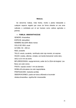 21
Malezas.
Se denomina maleza, mala hierba, monte o planta indeseable a
cualquier especie vegetal que crece de forma silvestre en una zona
cultivada o controlada por el ser humano como cultivos agrícolas o
jardines.
 FAMILIA: AMARANTHACEAE
GENERO: Amaranthus
ESPECIE: debiusMart.
NOMBRE BULGAR: Bledo manso
CICLO DE VIDA: anual
ALTURA: 50 – 200 cm
RAIZ: pivotante
TALLO: erecto, suculento, ramificado color rojo morado, sin espinas
HOJAS: ovadas, alternas, simples, con banda transversal verde claro,
de0,2 a 0,4 mm de ancho
INFLORESCENCIA: espiga terminal y axilar de 2 a 20cm de longitud. Las
flores son color crema
FRUTO: capsula ovoide 1 mm de diámetro
SEMILLAS:orbiculares de color negrobrillante
PROPAGACION: mediante semillas
OBSERVACIONES: puede ser toxica alGanado al acumular
nitratos.Amaranthus significa flor inmarcesible
 