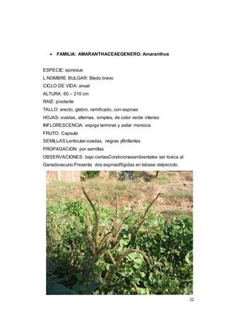 22
 FAMILIA: AMARANTHACEAEGENERO: Amaranthus
ESPECIE: spinosus
L.NOMBRE BULGAR: Bledo bravo
CICLO DE VIDA: anual
ALTURA: 60 – 210 cm
RAIZ: pivotante
TALLO: erecto, glabro, ramificado, con espinas
HOJAS: ovadas, alternas, simples, de color verde intenso
INFLORESCENCIA: espiga terminal y axilar monoica
FRUTO: Capsula
SEMILLAS:Lenticular-ovadas, negras yBrillantes
PROPAGACION: por semillas
OBSERVACIONES: bajo ciertasCondicionesambientales ser toxica al
Ganadovacuno.Presenta dos espinasRígidas en labase delpeciolo.
 