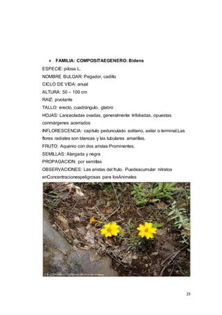 23
 FAMILIA: COMPOSITAEGENERO: Bidens
ESPECIE: pilosa L.
NOMBRE BULGAR: Pegador, cadillo
CICLO DE VIDA: anual
ALTURA: 50 – 100 cm
RAIZ: pivotante
TALLO: erecto, cuadrángulo, glabro
HOJAS: Lanceoladas ovadas, generalmente trifoliadas, opuestas
conmárgenes acerrados
INFLORESCENCIA: capitulo pedunculado solitario, axilar o terminal.Las
flores radiales son blancas y las tubulares amarillas.
FRUTO: Aquenio con dos aristas Prominentes.
SEMILLAS: Alargada y negra
PROPAGACION: por semillas
OBSERVACIONES: Las aristas del fruto. Puedeacumular nitratos
enConcentracionespeligrosas para losAnimales
 