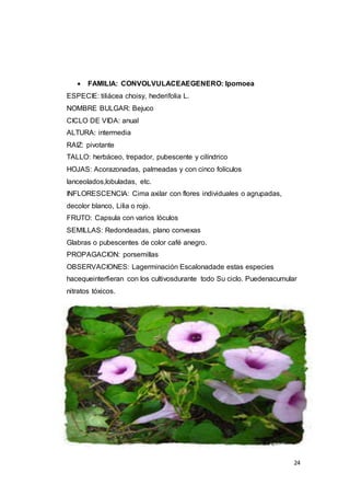 24
 FAMILIA: CONVOLVULACEAEGENERO: Ipomoea
ESPECIE: tiliácea choisy, hederifolia L.
NOMBRE BULGAR: Bejuco
CICLO DE VIDA: anual
ALTURA: intermedia
RAIZ: pivotante
TALLO: herbáceo, trepador, pubescente y cilíndrico
HOJAS: Acorazonadas, palmeadas y con cinco folículos
lanceolados,lobuladas, etc.
INFLORESCENCIA: Cima axilar con flores individuales o agrupadas,
decolor blanco, Lilia o rojo.
FRUTO: Capsula con varios lóculos
SEMILLAS: Redondeadas, plano convexas
Glabras o pubescentes de color café anegro.
PROPAGACION: porsemillas
OBSERVACIONES: Lagerminación Escalonadade estas especies
hacequeinterfieran con los cultivosdurante todo Su ciclo. Puedenacumular
nitratos tóxicos.
 