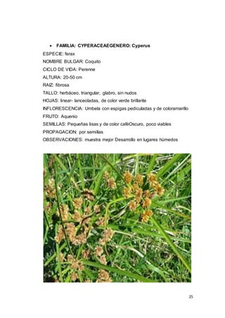 25
 FAMILIA: CYPERACEAEGENERO: Cyperus
ESPECIE: ferax
NOMBRE BULGAR: Coquito
CICLO DE VIDA: Perenne
ALTURA: 20-50 cm
RAIZ: fibrosa
TALLO: herbáceo, triangular, glabro, sin nudos
HOJAS: linear- lanceoladas, de color verde brillante
INFLORESCENCIA: Umbela con espigas pediculadas y de coloramarillo
FRUTO: Aquenio
SEMILLAS: Pequeñas lisas y de color caféOscuro, poco viables
PROPAGACION: por semillas
OBSERVACIONES: muestra mejor Desarrollo en lugares húmedos
 