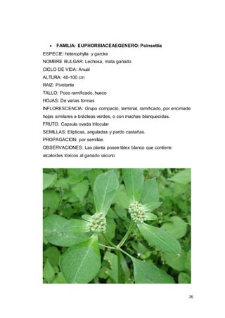 26
 FAMILIA: EUPHORBIACEAEGENERO: Poinsettia
ESPECIE: heterophylla y garcke
NOMBRE BULGAR: Lechosa, mata ganado
CICLO DE VIDA: Anual
ALTURA: 40-100 cm
RAIZ: Pivotante
TALLO: Poco ramificado, hueco
HOJAS: De varias formas
INFLORESCENCIA: Grupo compacto, terminal, ramificado, por encimade
hojas similares a brácteas verdes, o con machas blanquecidas.
FRUTO: Capsula ovada trilocular
SEMILLAS: Elípticas, anguladas y pardo castañas.
PROPAGACION: por semillas
OBSERVACIONES: Las planta posee látex blanco que contiene
alcaloides tóxicos al ganado vacuno
 