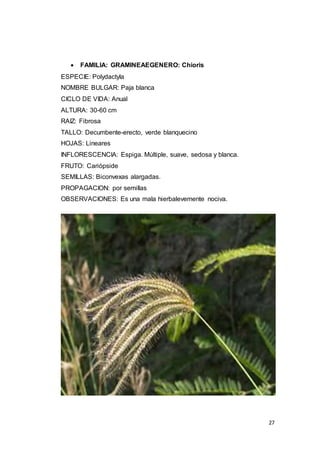 27
 FAMILIA: GRAMINEAEGENERO: Chioris
ESPECIE: Polydactyla
NOMBRE BULGAR: Paja blanca
CICLO DE VIDA: Anual
ALTURA: 30-60 cm
RAIZ: Fibrosa
TALLO: Decumbente-erecto, verde blanquecino
HOJAS: Lineares
INFLORESCENCIA: Espiga. Múltiple, suave, sedosa y blanca.
FRUTO: Cariópside
SEMILLAS: Biconvexas alargadas.
PROPAGACION: por semillas
OBSERVACIONES: Es una mala hierbalevemente nociva.
 