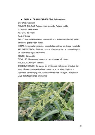 29
 FAMILIA: GRAMINEAEGENERO: Echinochloa
ESPECIE: Colonum
NOMBRE BULGAR: Paja de poza, arrocillo. Paja de patillo
CICLO DE VIDA: Anual
ALTURA: 30-70 cm
RAIZ: Fibrosa
TALLO: Decumbente-erecto, muy ramificado en la base, de color verde
amorado, glabro y con nudos.
HOJAS: Lineares-lanceoladas, lanceoladas glabras, sin lingual niaurícula
INFLORESCENCIA: Panícula con 4 a 10 racimos de 1 a 2 cm delongitud,
de color verde-rojizo-amarillento.
FRUTO: Cariópside
SEMILLAS: Biconvexas o con una cara convexa y 2 planas.
PROPAGACION: por semillas
OBSERVACIONES: Es una de las principales malezas en el cultivo del
arroz. Su nombre genérico hace referencia a los vellos hispidos y
vigorosos de las espiguillas, Especialmente en E. crusgalli. Hospedaal
virus de la hoja blanca en el arroz.
 