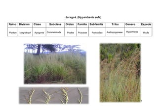 6
Jaraguá. (Hyparrhenia rufa)
Reino Division Clase Subclase Orden Familia Subfamilia Tribu Genero Especie
Plantae Magnolioph Apogonia Commeliniade Poales Poaceae Panicodea Andropogoneae Hyparrhenia H.rufa
 