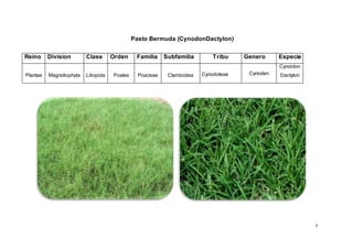 7
Pasto Bermuda (CynodonDactylon)
Reino Division Clase Orden Familia Subfamilia Tribu Genero Especie
Plantae Magnoliophyta Liliopida Poales Poaceae Claridoidea Cynodoteae Cynoden
Cynoidon
Dactylon
 