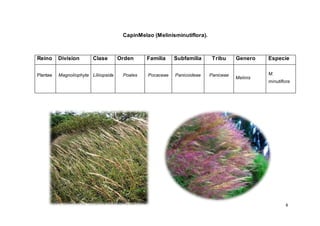 8
CapinMelao (Melinisminutiflora).
Reino Division Clase Orden Familia Subfamilia Tribu Genero Especie
Plantae Magnoliophyta Liliiopsida Poales Pocaceae Panicoideae Paniceae
Melinis
M.
minutiflora
 