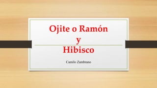 Ojite o Ramón
y
Hibisco
Camilo Zambrano
 