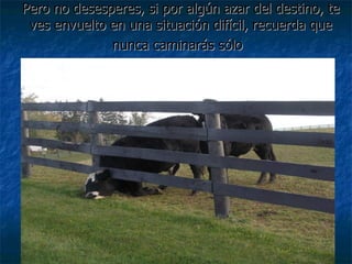 Pero no desesperes, si por algún azar del destino, te ves envuelto en una situación difícil, recuerda que nunca caminarás sólo   