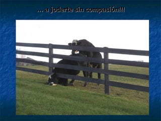 …  a joderte sin compasión!!! 