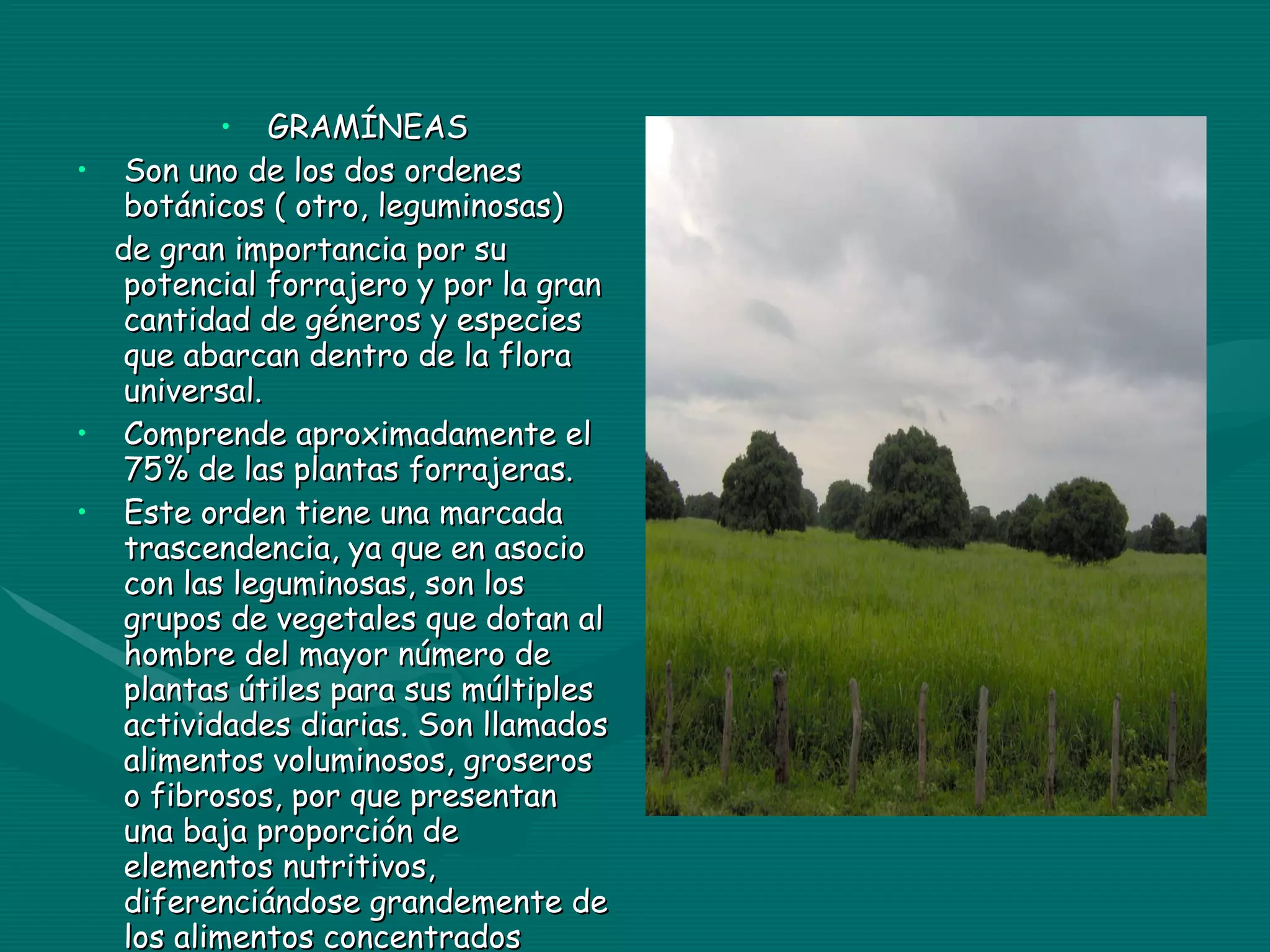 GRAMÍNEAS Son uno de los dos ordenes botánicos ( otro, leguminosas) de gran importancia por su potencial forrajero y por la gran cantidad de géneros y especies que abarcan dentro de la flora universal. Comprende aproximadamente el 75% de las plantas forrajeras. Este orden tiene una marcada trascendencia, ya que en asocio con las leguminosas, son los grupos de vegetales que dotan al hombre del mayor número de plantas útiles para sus múltiples actividades diarias. Son llamados alimentos voluminosos, groseros o fibrosos, por que presentan una baja proporción de elementos nutritivos, diferenciándose grandemente de los alimentos concentrados 
