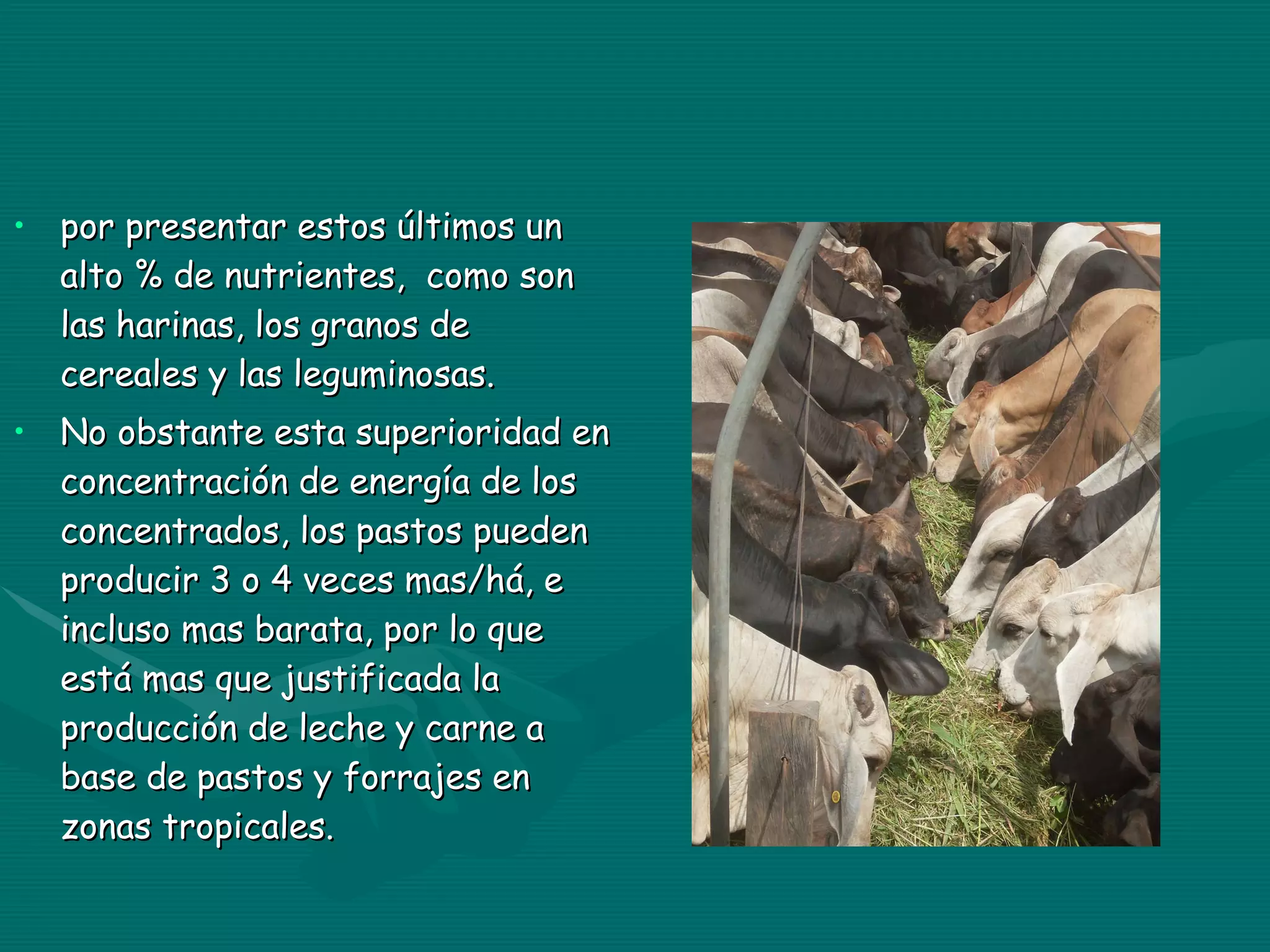 por presentar estos últimos un alto % de nutrientes,  como son las harinas, los granos de cereales y las leguminosas. No obstante esta superioridad en concentración de energía de los concentrados, los pastos pueden producir 3 o 4 veces mas/há, e incluso mas barata, por lo que está mas que justificada la producción de leche y carne a base de pastos y forrajes en zonas tropicales. 