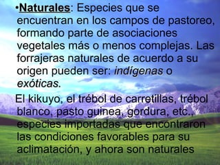 Naturales : Especies que se encuentran en los campos de pastoreo, formando parte de asociaciones vegetales más o menos complejas. Las forrajeras naturales de acuerdo a su origen pueden ser:  indígenas  o  exóticas. El kikuyo, el trébol de carretillas, trébol blanco, pasto guinea, gordura, etc., especies importadas que encontraron las condiciones favorables para su aclimatación, y ahora son naturales  