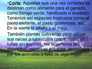Corte : Aquellas que una vez cortadas se destinan como alimento para el ganado, como forraje verde, henificado o ensilado. Tenemos así especies tropicales como el pasto elefante, el pasto guatemala, etc. En la sierra la alfalfa y el maíz. También plantas cultivadas para utilizar sus raíces o tubérculos (papa, nabo, etc); tunas sin espinas; las legumbres del algarrobo,  carnosas y dulces, apetecidas por los animales a falta de algo mejor. 