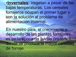 Invernales : Vegetan a pesar de las bajas temperaturas. Los cereales forrajeros ocupan el primer lugar y son la solución al problema de alimentación invernal. En nuestro país, el crecimiento y desarrollo de las plantas forrajeras es en la epoca de lluvias (invierno), donde se produce la mayor cantidad de forraje. 
