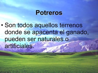 Son todos aquellos terrenos donde se apacenta el ganado, pueden ser naturales o artificiales. Potreros 