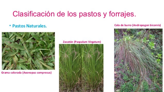 Pastos y forrajes