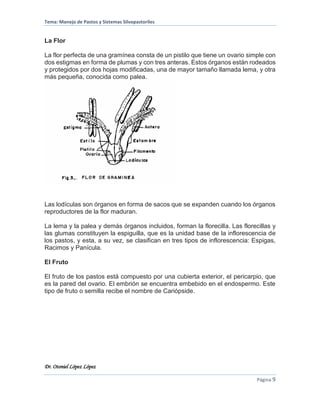 Tema: Manejo de Pastos y Sistemas Silvopastoriles
Dr. Otoniel López López
Página 9
La Flor
La flor perfecta de una gramínea consta de un pistilo que tiene un ovario simple con
dos estigmas en forma de plumas y con tres anteras. Estos órganos están rodeados
y protegidos por dos hojas modificadas, una de mayor tamaño llamada lema, y otra
más pequeña, conocida como palea.
Las lodículas son órganos en forma de sacos que se expanden cuando los órganos
reproductores de la flor maduran.
La lema y la palea y demás órganos incluidos, forman la florecilla. Las florecillas y
las glumas constituyen la espiguilla, que es la unidad base de la inflorescencia de
los pastos, y esta, a su vez, se clasifican en tres tipos de inflorescencia: Espigas,
Racimos y Panícula.
El Fruto
El fruto de los pastos está compuesto por una cubierta exterior, el pericarpio, que
es la pared del ovario. El embrión se encuentra embebido en el endospermo. Este
tipo de fruto o semilla recibe el nombre de Cariópside.
 