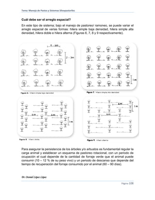 Tema: Manejo de Pastos y Sistemas Silvopastoriles
Dr. Otoniel López López
Página 108
Cuál debe ser el arreglo espacial?
En este tipo de sistema; bajo el manejo de pastoreo/ ramoneo, se puede variar el
arreglo espacial de varias formas: hilera simple baja densidad, hilera simple alta
densidad, hilera doble e hilera alterna (Figuras 6, 7, 8 y 9 respectivamente).
Para asegurar la persistencia de los árboles y/o arbustos es fundamental regular la
carga animal y establecer un esquema de pastoreo rotacional, con un periodo de
ocupación el cual depende de la cantidad de forraje verde que el animal puede
consumir (10 – 12 % de su peso vivo) y un periodo de descanso que depende del
tiempo de recuperación del forraje consumido por el animal (60 – 90 días).
 