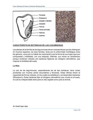 Tema: Manejo de Pastos y Sistemas Silvopastoriles
Dr. Otoniel López López
Página 10
CARACTERÍSTICAS BOTÁNICAS DE LAS LEGUMINOSAS
Las plantas de la familia de las leguminosas tienen características que las distinguen
en muchos aspectos- de otras familias, tanto por la uniformidad morfológica entre
los géneros, como por su hábito de crecimiento y por la forma de sus hojas (que son
compuestas y trifoliadas, con una estípula). Además, sus raíces se caracterizan
porque contienen nódulos con bacterias fijadoras de nitrógeno atmosférico, que
mejoran la fertilidad del suelo.
La Raíz
La raíz de las leguminosas, especialmente las de tipo herbáceo, tiene raíces
pivotantes con muchas raíces secundarias y terciarias. Estas últimas tienen la
capacidad de formar nódulos, en los cuales se establecen y se desarrollan bacterias
(Rhizobium). Estas bacterias fijan el nitrógeno atmosférico que circula en el suelo,
el cual es indispensable tanto para la vida vegetal como para el animal.
 