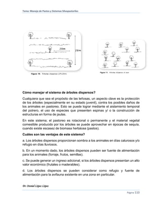 Tema: Manejo de Pastos y Sistemas Silvopastoriles
Dr. Otoniel López López
Página 110
Cómo manejar el sistema de árboles dispersos?
Cualquiera que sea el propósito de las leñosas, un aspecto clave es la protección
de los árboles (especialmente en su estado juvenil), contra los posibles daños de
los animales en pastoreo. Esto se puede lograr mediante el aislamiento temporal
del potrero, el uso de especies que presenten espinas y/ o la construcción de
estructuras en forma de jaulas.
En este sistema; el pastoreo es rotacional o permanente y el material vegetal
comestible producido por los árboles se puede aprovechar en épocas de sequía,
cuando existe escasez de biomasa herbácea (pastos).
Cuáles son las ventajas de este sistema?
a. Los árboles dispersos proporcionan sombra a los animales en días calurosos y/o
refugio en días lluviosos.
b. En un momento dado, los árboles dispersos pueden ser fuente de alimentación
para los animales (forraje, frutos, semillas).
c. Se puede generar un ingreso adicional, si los árboles dispersos presentan un alto
valor económico (frutales o maderables).
d. Los árboles dispersos se pueden considerar como refugio y fuente de
alimentación para la avifauna existente en una zona en particular.
 