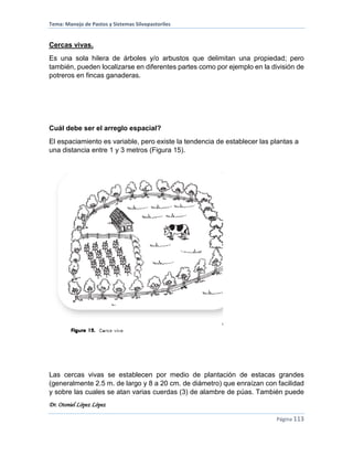 Tema: Manejo de Pastos y Sistemas Silvopastoriles
Dr. Otoniel López López
Página 113
Cercas vivas.
Es una sola hilera de árboles y/o arbustos que delimitan una propiedad; pero
también, pueden localizarse en diferentes partes como por ejemplo en la división de
potreros en fincas ganaderas.
Cuál debe ser el arreglo espacial?
El espaciamiento es variable, pero existe la tendencia de establecer las plantas a
una distancia entre 1 y 3 metros (Figura 15).
Las cercas vivas se establecen por medio de plantación de estacas grandes
(generalmente 2.5 m. de largo y 8 a 20 cm. de diámetro) que enraízan con facilidad
y sobre las cuales se atan varias cuerdas (3) de alambre de púas. También puede
 