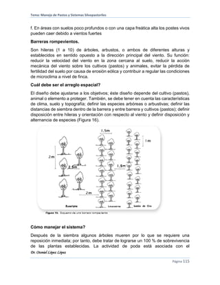Tema: Manejo de Pastos y Sistemas Silvopastoriles
Dr. Otoniel López López
Página 115
f. En áreas con suelos poco profundos o con una capa freática alta los postes vivos
pueden caer debido a vientos fuertes
Barreras rompevientos.
Son hileras (1 a 10) de árboles, arbustos, o ambos de diferentes alturas y
establecidos en sentido opuesto a la dirección principal del viento. Su función:
reducir la velocidad del viento en la zona cercana al suelo, reducir la acción
mecánica del viento sobre los cultivos (pastos) y animales, evitar la pérdida de
fertilidad del suelo por causa de erosión eólica y contribuir a regular las condiciones
de microclima a nivel de finca.
Cuál debe ser el arreglo espacial?
El diseño debe ajustarse a los objetivos; éste diseño depende del cultivo (pastos),
animal o elemento a proteger. También, se debe tener en cuenta las características
de clima, suelo y topografía; definir las especies arbóreas o arbustivas; definir las
distancias de siembra dentro de la barrera y entre barrera y cultivos (pastos); definir
disposición entre hileras y orientación con respecto al viento y definir disposición y
alternancia de especies (Figura 16).
Cómo manejar el sistema?
Después de la siembra algunos árboles mueren por lo que se requiere una
reposición inmediata; por tanto, debe tratar de lograrse un 100 % de sobrevivencia
de las plantas establecidas. La actividad de poda está asociada con el
 