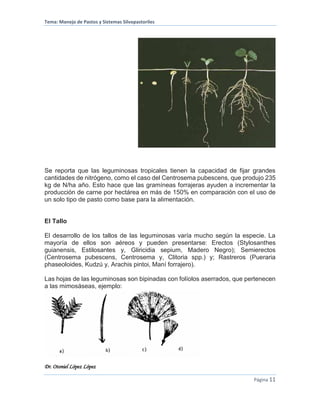 Tema: Manejo de Pastos y Sistemas Silvopastoriles
Dr. Otoniel López López
Página 11
Se reporta que las leguminosas tropicales tienen la capacidad de fijar grandes
cantidades de nitrógeno, como el caso del Centrosema pubescens, que produjo 235
kg de N/ha año. Esto hace que las gramíneas forrajeras ayuden a incrementar la
producción de carne por hectárea en más de 150% en comparación con el uso de
un solo tipo de pasto como base para la alimentación.
El Tallo
El desarrollo de los tallos de las leguminosas varía mucho según la especie. La
mayoría de ellos son aéreos y pueden presentarse: Erectos (Stylosanthes
guianensis, Estilosantes y, Gliricidia sepium, Madero Negro); Semierectos
(Centrosema pubescens, Centrosema y, Clitoria spp.) y; Rastreros (Pueraria
phaseoloides, Kudzú y, Arachis pintoi, Maní forrajero).
Las hojas de las leguminosas son bipinadas con folíolos aserrados, que pertenecen
a las mimosáseas, ejemplo:
 