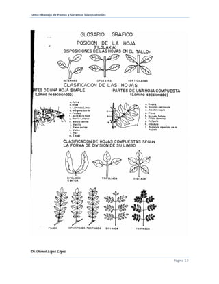 Tema: Manejo de Pastos y Sistemas Silvopastoriles
Dr. Otoniel López López
Página 13
 