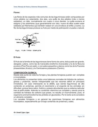 Tema: Manejo de Pastos y Sistemas Silvopastoriles
Dr. Otoniel López López
Página 14
Flores:
Las flores de las especies más comunes de las leguminosas están compuestas por
cinco pétalos (un estandarte, dos alas, una quilla de dos pétalos (más o menos
soldados), un cáliz, normalmente con cuatro o cinco dientes. La quilla encierra el
estigma y los estambres (que generalmente son diez; nueve de ellos suelen estar
soldados por filamentos que también rodean en una envoltura al enfilo y ovario). La
flor de las leguminosas produce su fruto por medio de polinización cruzada o natural.
El fruto
El fruto de la familia de las leguminosas tiene forma de vaina; ésta puede ser grande,
alargada y plana, como las de Canavalia ensiforme (Canavalia) y la de la Mucuna
pruriens (Pica Pica sin pelo), o con pelos pequeños y planos como los de la Pueraria
phaseoloides (Kudzú) y la Centrosema pubescens (Centro).
COMPOSICIÓN QUÍMICA.
Desde este punto de vista los forrajes y las plantas forrajeras pueden ser: completa
e incompletas.
Los alimentos no presentan todos unos balances normales de hidratos de carbono,
grasas y proteínas, siendo indispensable que las raciones déficit en principios
inmediatos. Un caso interesante es la alfalfa, que siendo leguminosa de alto
contenido en proteínas, permita el crecimiento y el engorde de los animales sin
dificultad, porque tiene calcio, fosforo y potasio abundantes que su sistema radicular
trae al perfil arable. Además su contenido vitamínico es completo y siendo poca la
cantidad de hidratos de carbono que posee, no resulta un inconveniente; pues, el
organismo animal transforma los prótidos en glucósidos. Por lo tanto se le considera
un alimento completo.
Los cereales forrajeros y en general las gramíneas forrajeras son alimentos
incompletos, especialmente por el bajo contenido de proteínas y sales.
 