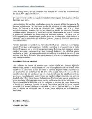 Tema: Manejo de Pastos y Sistemas Silvopastoriles
Dr. Otoniel López López
Página 23
como maíz y millón, que se siembran para abaratar los costos del establecimiento
del pasto, han sido deshierbados.
En ocasiones, la semilla es regada inmediatamente después de la quema, a finales
de marzo o en abril.
Las cantidades de semillas empleadas varían de acuerdo al tipo de pastura. De
Jaragua se utilizan de 1 a 2 sacos de semilla por manzana: un saco puede pesar 40
libras. El Guinea y el Asia se siembran por “medios” (de 3 a 4 libras
aproximadamente); se siembran de 4 a 6 medios de semilla por manzana. Después
que la semilla ha germinado, y hasta la formación de semilla de las nuevas plantas,
el pasto así sembrado no recibe ninguna atención especial. Es hasta que las
especies plantadas han semillado, que las áreas así establecidas, son sometidas al
pastoreo. Esto puede ocurrir en diciembre y enero, unos 8 ó 10 meses después de
hecha la siembra.
Para las especies como el Estrella (Cynodon nlemfluensis ) y Alemán (Echinochloa
polystachya), que se propagan por material vegetativo, la preparación de la cama
de siembra puede ser la misma que para Jaragua, Guinea y Asia, especies que se
pueden propagar, generalmente, por material botánico. La siembra puede
efectuarse al voleo y a continuación pasar por el terreno un lote de ganado. A esta
siembra se le llama “Pateado” y se practica cuando el terreno es suave y cuenta con
muy buena humedad.
Siembra en Surcos o Hileras
Este método se refiere al sistema que utilizan todos los cultivos agrícolas
tradicionales, donde la maquinaria hace una buena preparación del terreno. Para
establecer la pastura en surcos o hileras, la siembra de gramíneas o leguminosas
se recomienda en distancias de 50 cm entre surcos, tomando en cuenta las
características de las plantas en su cobertura. En el caso del establecimiento de
gramíneas mezcladas con leguminosas, se pueden utilizar distancias de siembra
desde 0,50 a 1,0 m, dependiendo de la especie. Por lo regular, se usa una distancia
entre surcos de 50 cm para competir con las malezas y alternar las especies.
Es recomendable también que una vez realizada la siembra, se cubra ligeramente
la semilla con una capa delgada de tierra. Esto puede hacerse en forma manual,
utilizando una rama o mediante la rastra de un tractor. Esto se hace con el fin de
que la semilla se incorpore bien al suelo, para asegurar el establecimiento
adecuado.
Siembra en Franjas
 